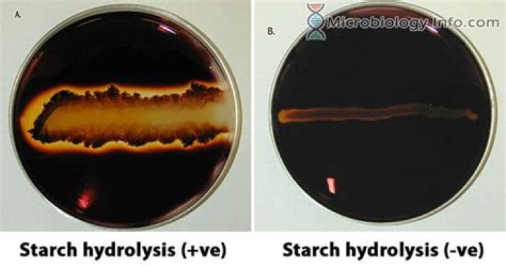 Starch Hydrolysis Test PDF: Accurate Lab Analysis & Results Guide