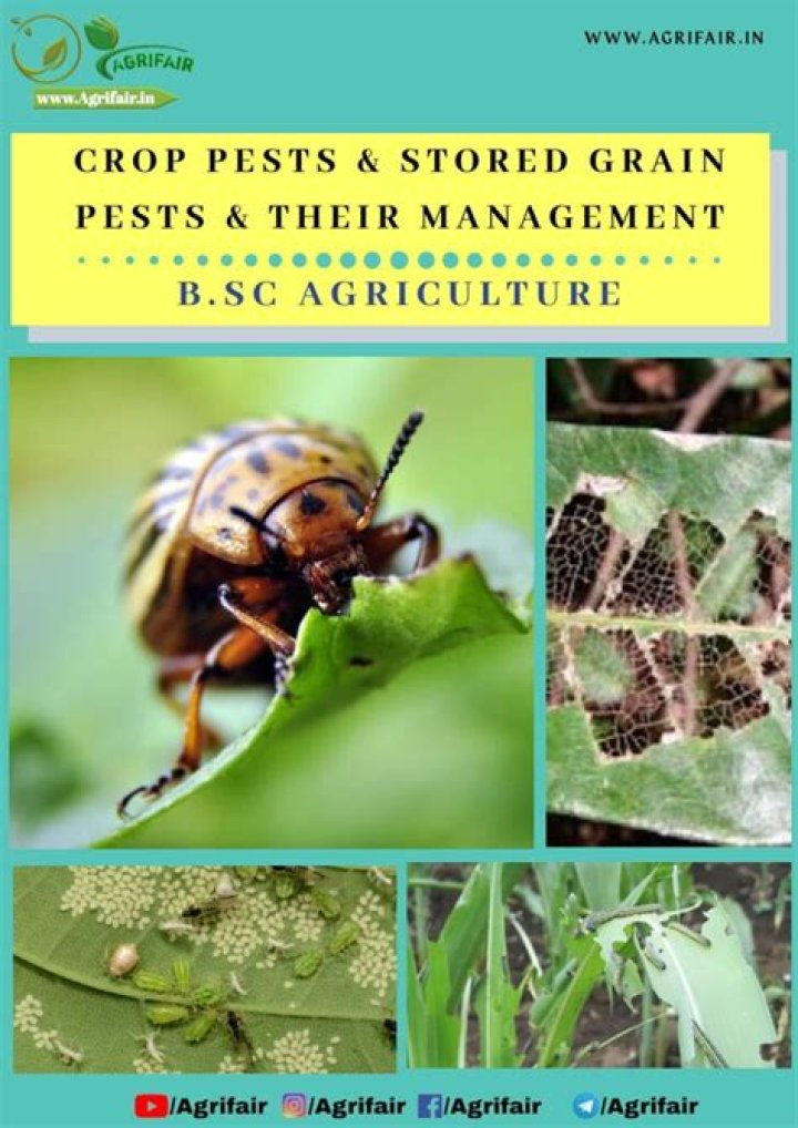 Stored Grain Pests and Their Effective Management: Essential PDF Guide