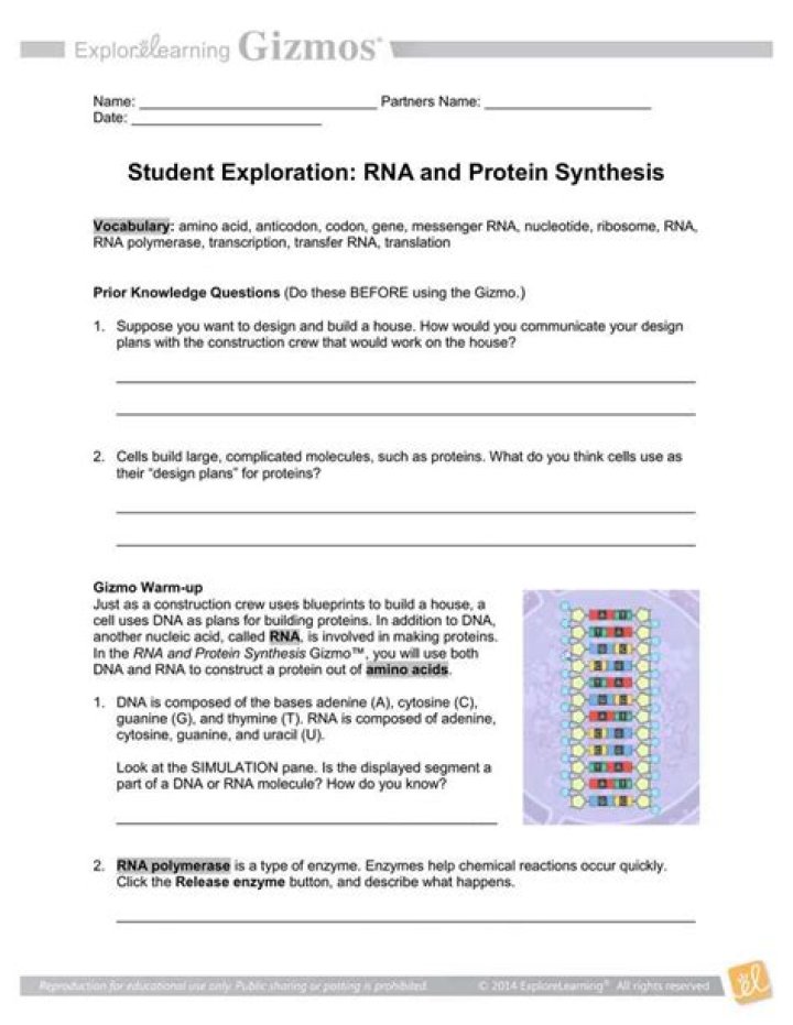 Student Exploration RNA and Protein Synthesis Answer Key PDF