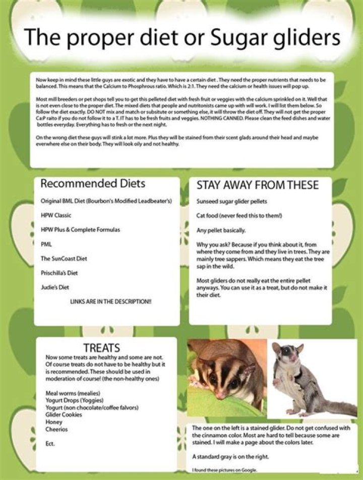 Sugar Glider Care Sheet PDF: Essential Guide for Pet Owners