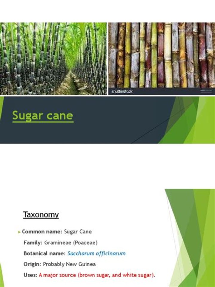Essential Sugarcane Variety List PDF for Farmers and Researchers