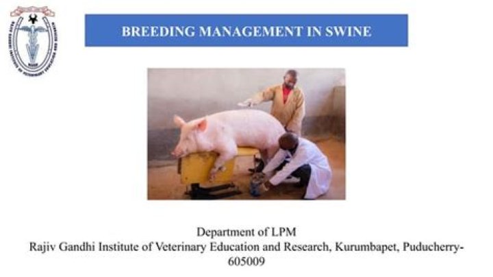 Comprehensive Swine Breeding Management PDF Guide