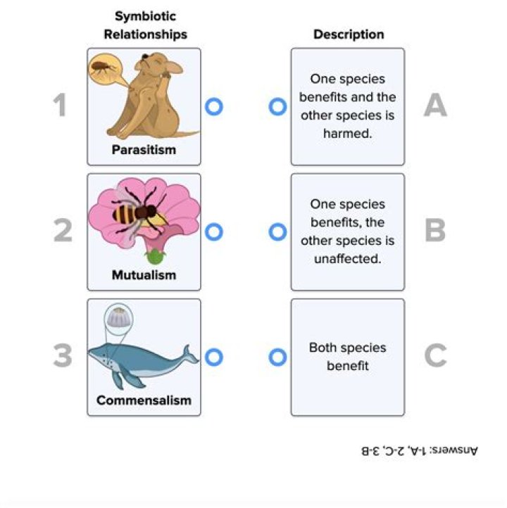 Symbiotic Relationship Questions & Answers PDF: Expert Insights