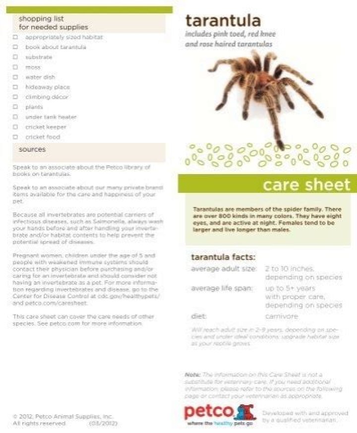 Tarantula Care Sheet PDF: Complete Guide for Healthy Spiders