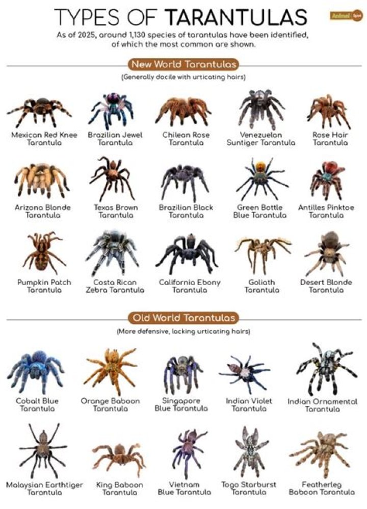 Complete Tarantula Species List with Pictures PDF Download