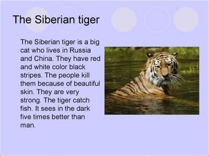 Tears of a Tiger: Expert Q&A PDF Answers