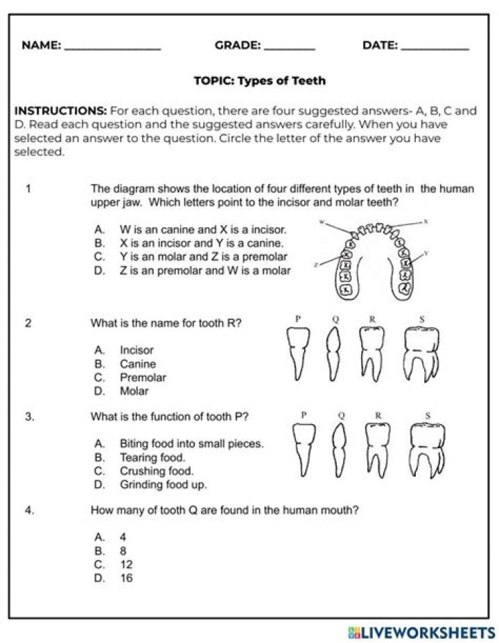 Teeth Questions and Answers: Your Complete PDF Guide