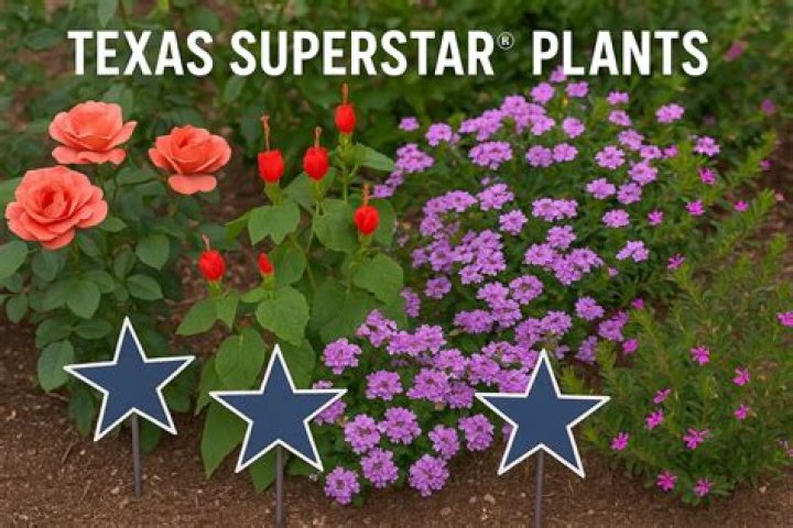 Texas Superstar Plants PDF: Top Native Species for Easy Landscaping