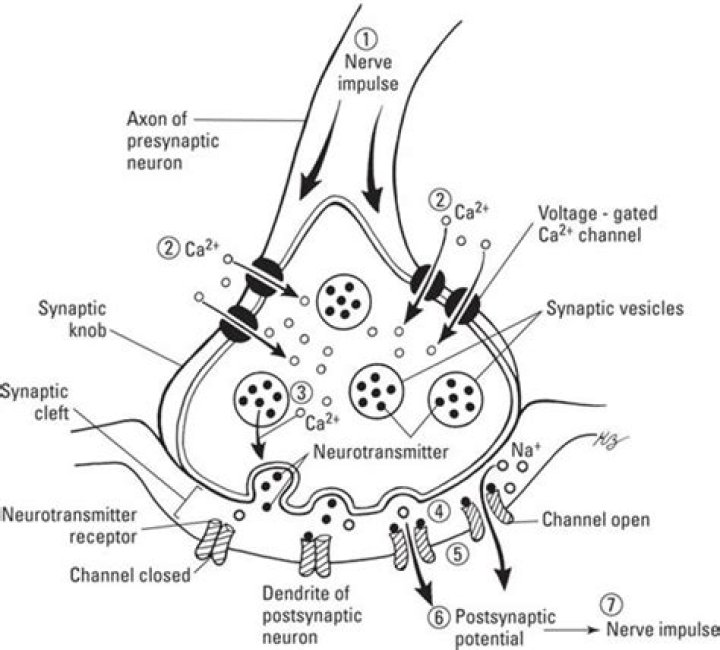 The Anatomy of a Synapse: Answer Key PDF with Step-by-Step Explanations