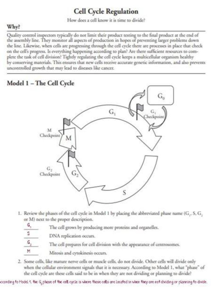Pogil Cell Cycle Answer Key PDF – Student Study Guide
