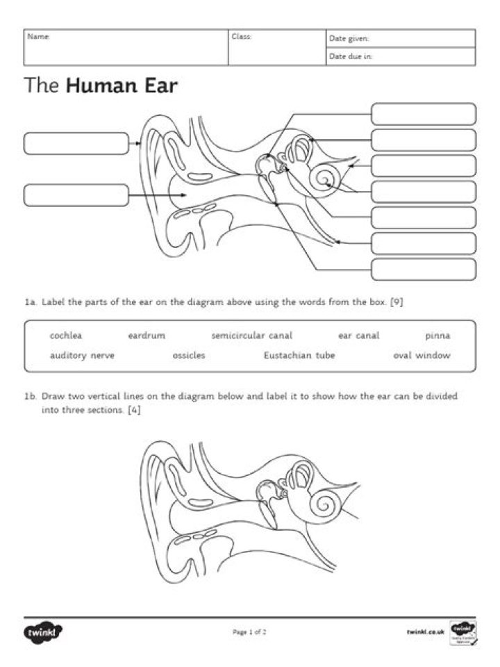 The Human Ear: Essential Questions and Answers PDF
