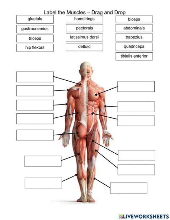 Free Muscular System Worksheet PDF for Easy Learning