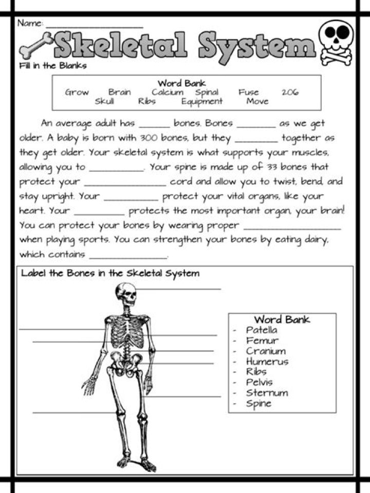 Free The Skeletal System Worksheet PDF for Students & Teachers