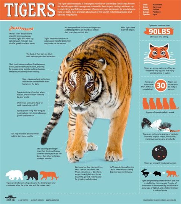 Tiger Fact Sheet PDF: Key Facts & Stats on Endangered Big Cats