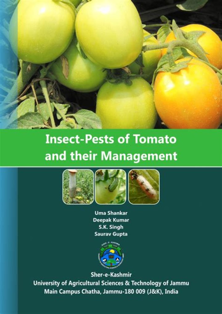 Master Tomato Management: Essential PDF Guide for Gardeners