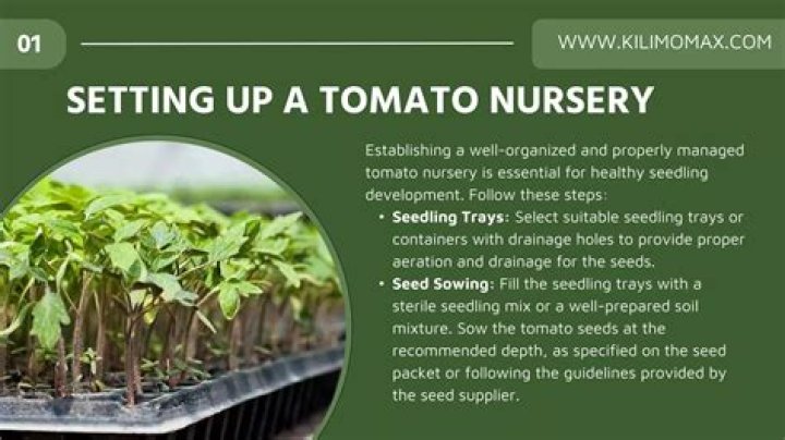 Tomato Nursery Management PDF: Essential Guide for Success