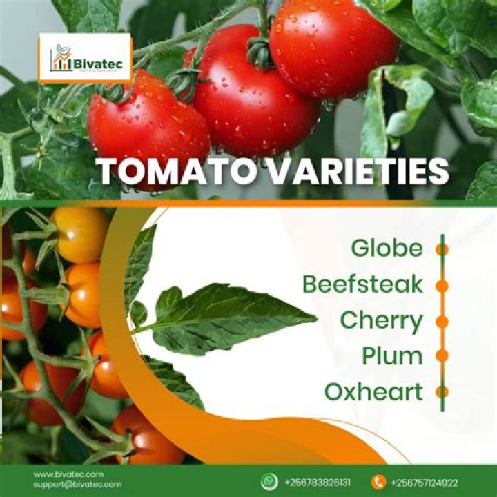 Tomato Pesticides List PDF: Safe & Effective Options