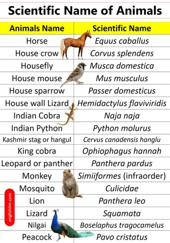 Top 100 Animals List PDF – Complete Guide to Earth’s Most Fascinating Species