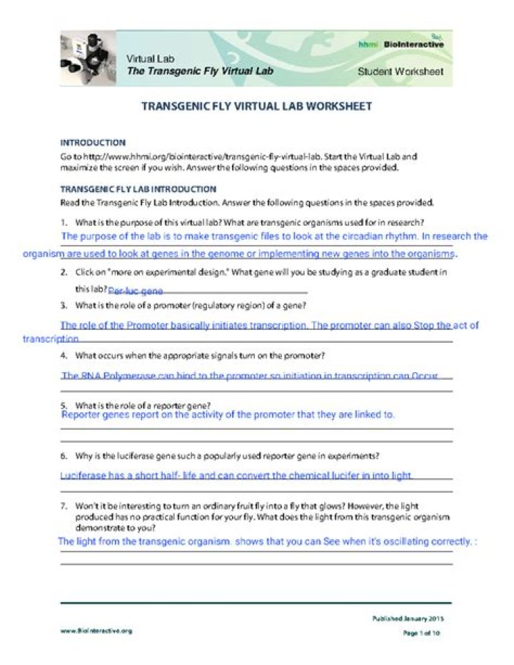 Transgenic Fly Virtual Lab Worksheet Answers PDF – Complete Study Guide