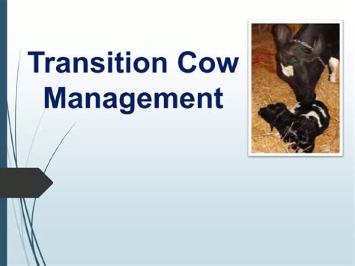 Transition Cow Management PDF: Expert Guide for Smooth Herd Changes