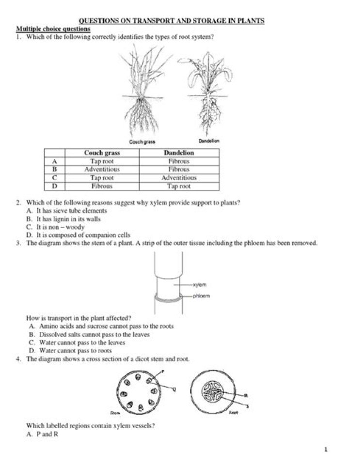 Transport in Plants: Expert Q&A PDF Guide