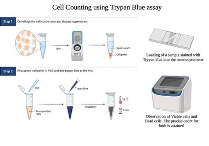 Trypan Blue Exclusion Test: Accurate Cell Viability PDF Guide