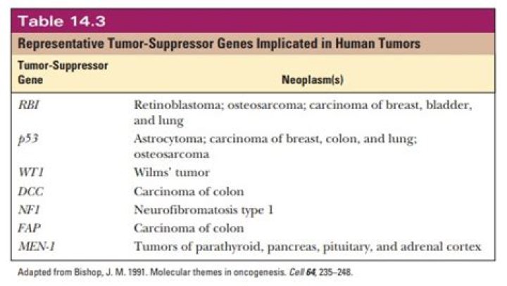 Comprehensive Tumor Suppressor Genes List PDF – Key Genes & Functions