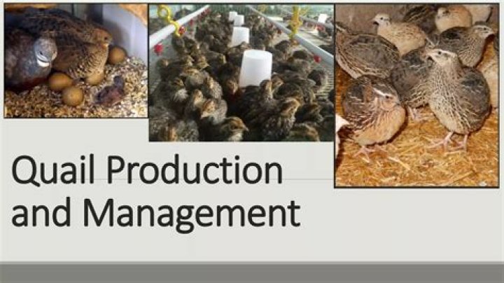 Turkey Production and Management PDF: Expert Guide