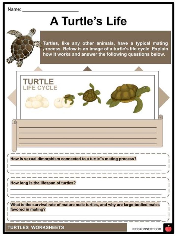 Turtle Questions and Answers PDF: Expert Answers for Kids and Enthusiasts