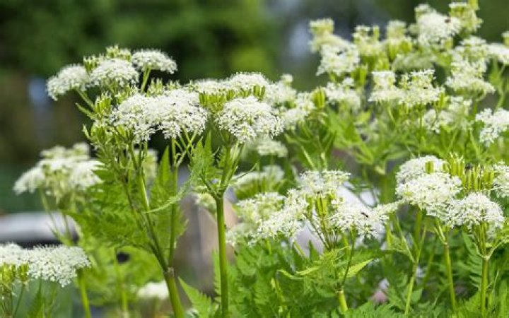Umbelliferae Family Plants List PDF: Complete Guide
