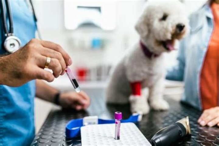 Understanding Dog Blood Test Results PDF: What Your Vet Report Means