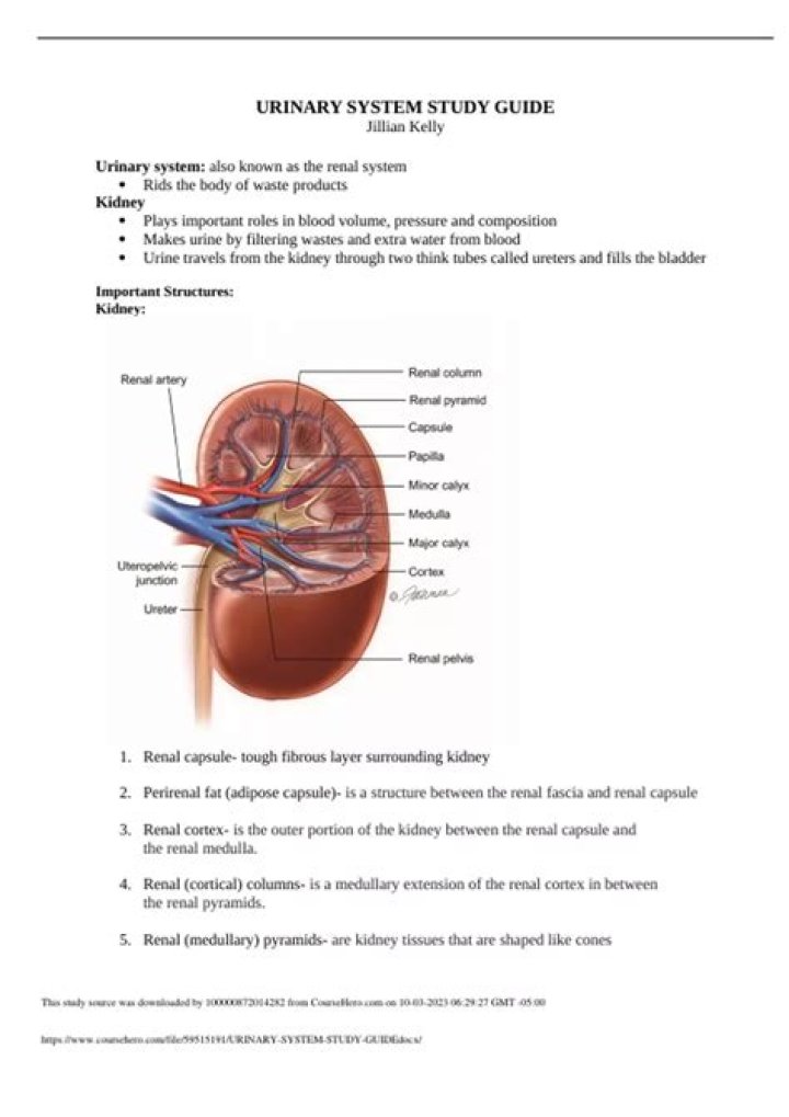 Urinary System Questions & Answers PDF: Expert Guide