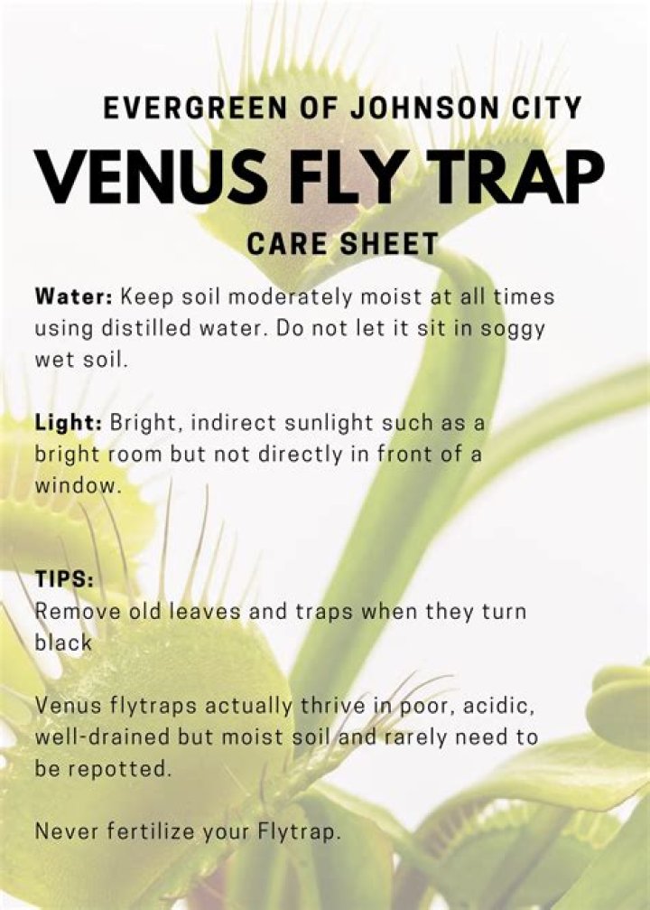 Venus Fly Trap Care Sheet PDF: Essential Growing Tips & Guide