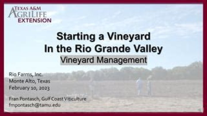 Master Vineyard Management with Expert PDF Guide