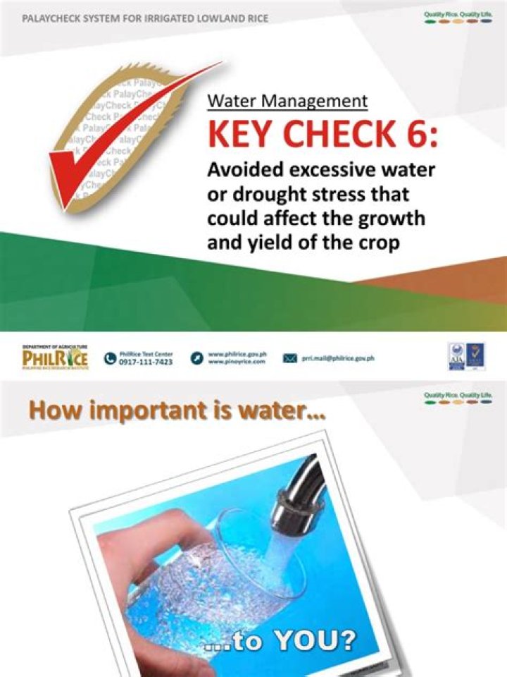 Water Management in Rice: Essential PDF Guide