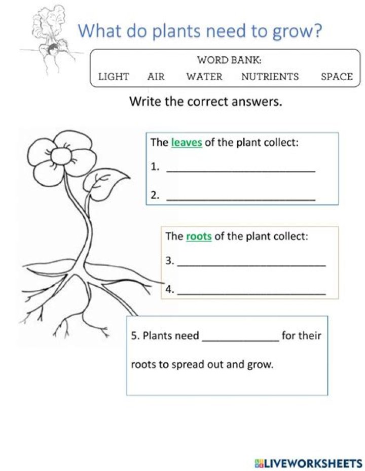 Free Let's Grow Worksheet Answers PDF – Instant Download