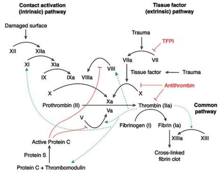 What 3 pathways are involved in coagulation?