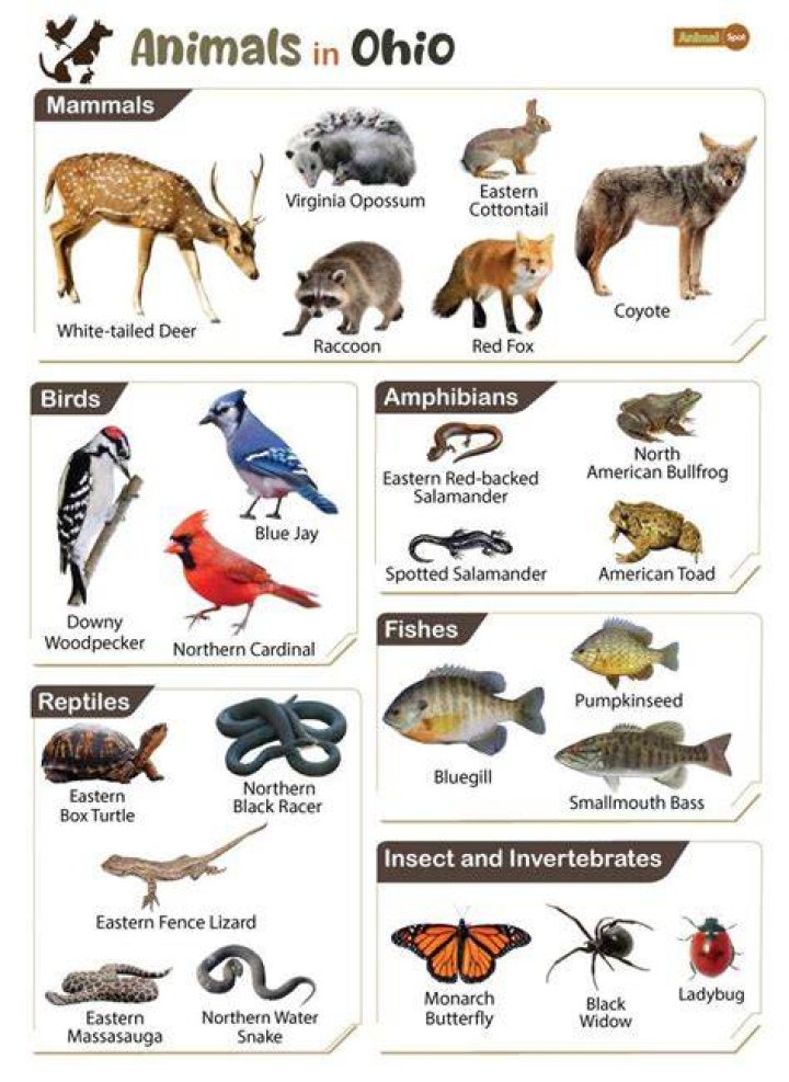 What animals are in Ohio?