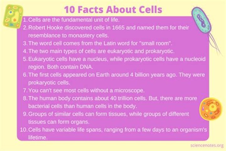 What are 5 facts about plant cells?