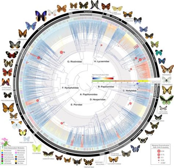 What are butterfly families called?