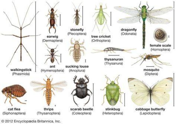 What are characteristics of Megaloptera?