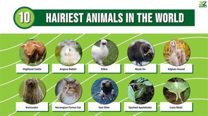 What are hairy animals give examples?