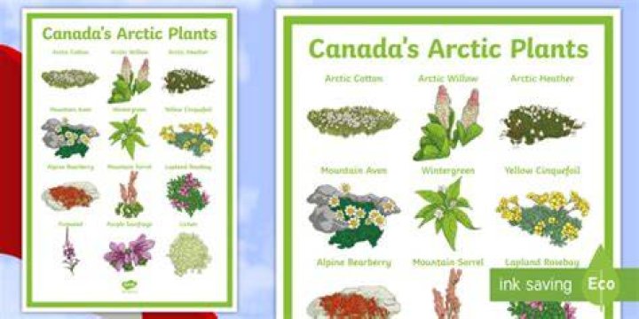 What are plants that live in the Canadian Arctic?