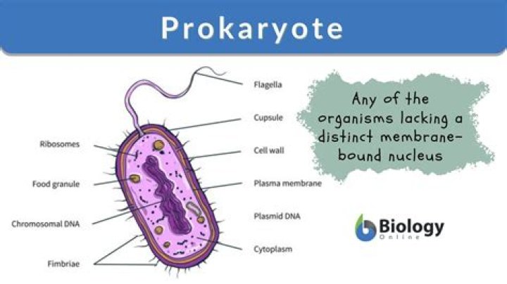 What are prokaryotes simple definition?