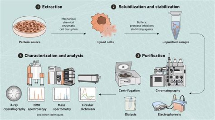 What are protein purification techniques?