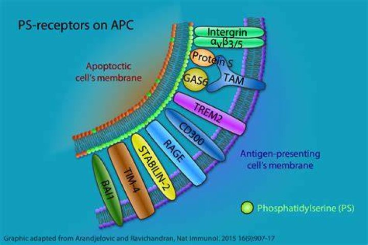 What are PS receptors?