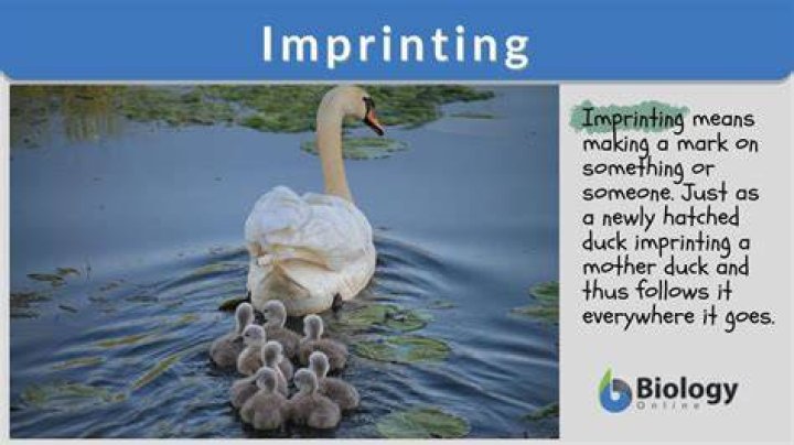 What are some examples of imprinting in animals?
