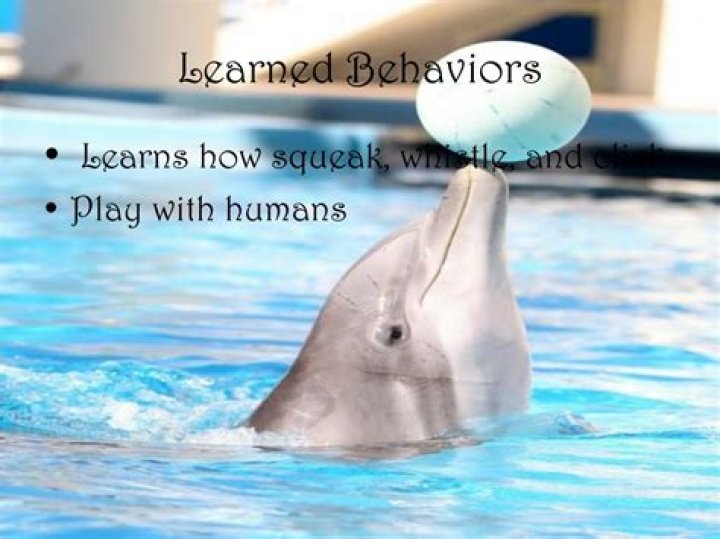 What are some learned behaviors of dolphins?