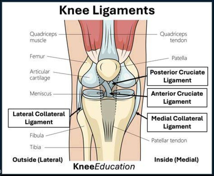 What are the 4 major ligaments that support the knee?