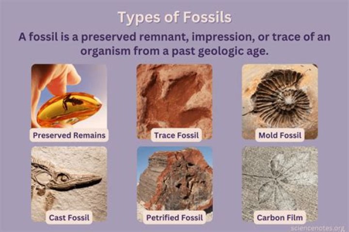 What are the 5 types of fossilization give examples of each?